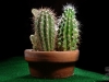 Cactus (ED-005)
