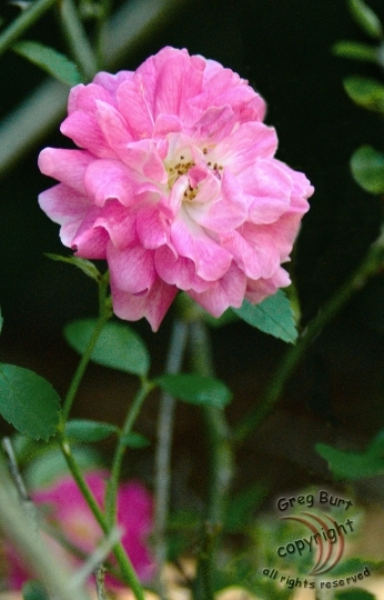 Pink Rose (TO-031)