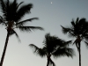 Palm Trees, Maui (TO-016)