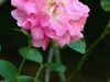 Pink Rose (TO-031)