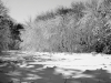 Snowy Trees (TO-009)