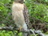 Hawk On A Branch (WL-018)