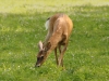 Deer (WL-006)