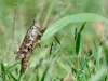 Grasshopper (WL-009)