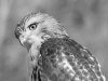 Red Tailed Hawk Closeup (WL-002)