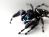 Jumping Spider (WL-016)