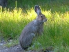 Rabbit in Grand Teton National Park (WL-012)