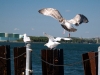 Seagulls at Cape Cod Canal (WL-004)