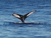 Humpback Whale Tail (WL-010)
