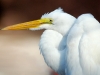 White Heron (WL-007)