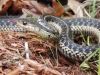 Garter Snake (WL-017)